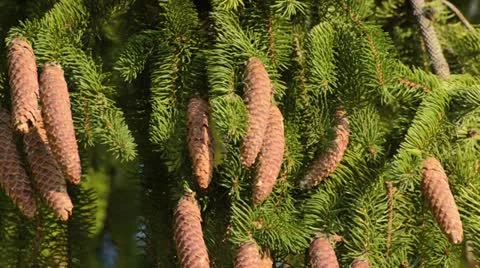 Common spruce (Picea abies 'Viminalis') Stock Footage 12900456