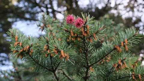 Common spruce with pink inflorescences Stock Footage 274027374