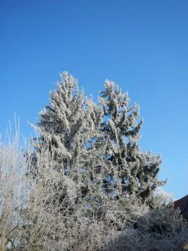 Common Spruce in Winter Stock Photos