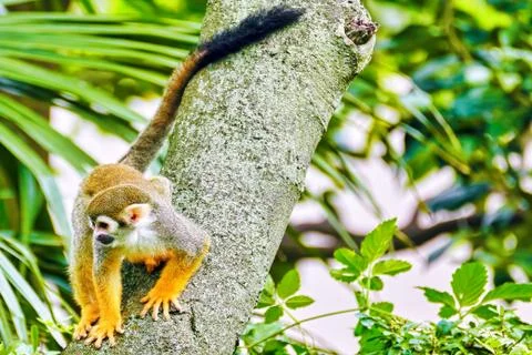 Common Squirred Monkey. Stock Photos