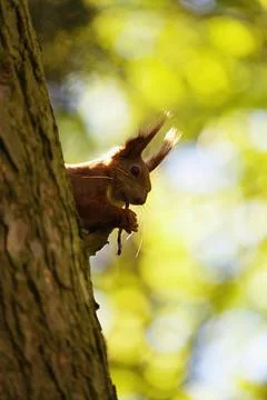 A common squirrel gnaws on a twig while sitting on a tree Stock Photos