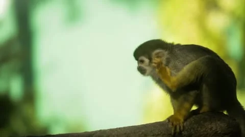 Common Squirrel Monkey cleaning ear on branch Stock-Footage 19972052
