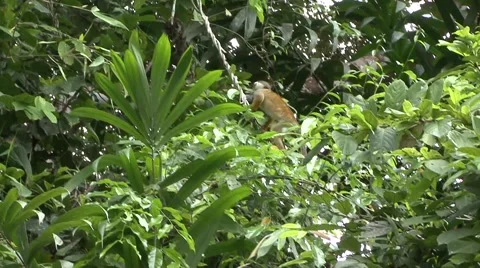 Common Squirrel Monkey climb liana filmed from boat  Stock Footage 56154116