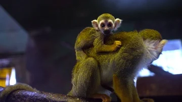 Common Squirrel Monkey eating Vidéo 85566101