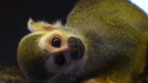Common Squirrel Monkey eating Vidéo 85566208