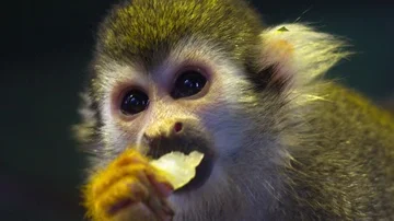 Common Squirrel Monkey eating Stock Footage 85566243