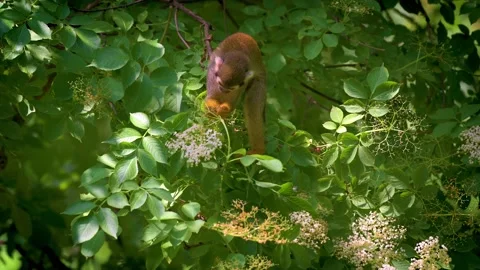 Common squirrel monkey feeding on a tree Stock Footage 185974535