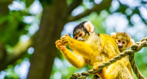 Common squirrel monkey with a infant on its back in closeup, tropical animal  Stock Photos