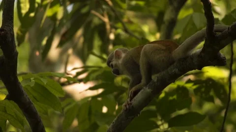 Common Squirrel Monkey Jumping On Other Branches Of A Tree In Wilderness. Stock Footage 194403084