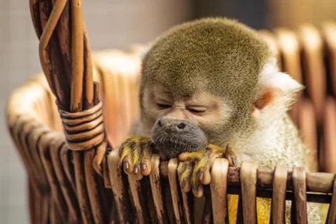 Common squirrel monkey leans out of a basket with eyes squized Stock Photos
