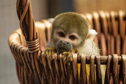 Common squirrel monkey leans out of a basket Stock Photos