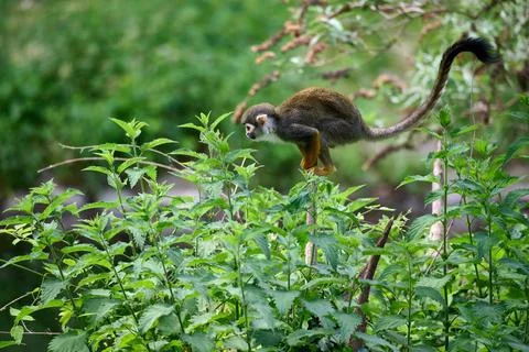 Common squirrel monkey leaping on green stinging nettle plants at Bratislava  Stock Photos