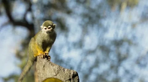 Common Squirrel Monkey looking round on rock Video stock 19977799