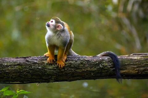 Common Squirrel Monkey Looking Up on a Tree Branch Fotos de archivo