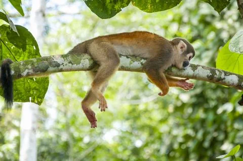 Common Squirrel Monkey in Lush Ecuadorian Amazon Forest Stock Photos