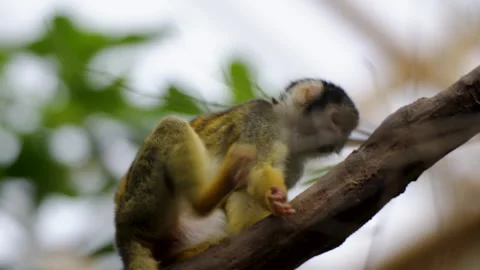 Common Squirrel Monkey Perched on Tree Branch in Zoo Habitat Stock Footage 338371804