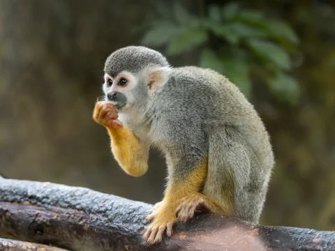 Common squirrel monkey is perching on tree branch. Saimiri sciureus is eating Stock Photos