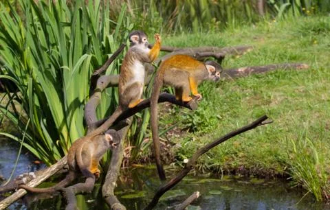 Common squirrel monkey Foto stock