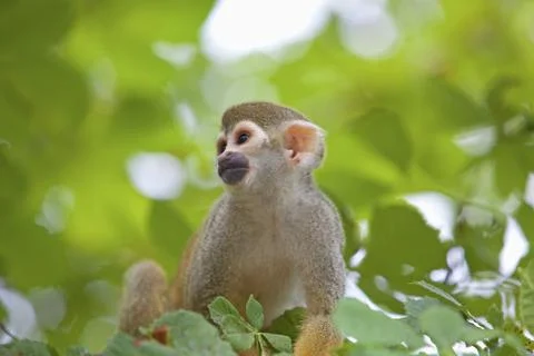 Common squirrel monkey Stock Photos