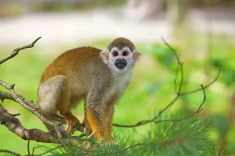 Common squirrel monkey Stock Photos