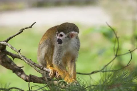 Common squirrel monkey Stock Photos