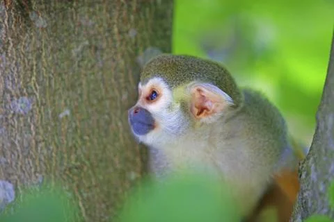 Common squirrel monkey Stock Photos