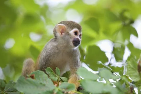 Common squirrel monkey Stock Photos
