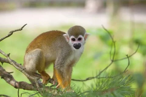 Common squirrel monkey Stock Photos