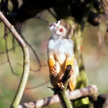 Common squirrel monkey Stock Photos