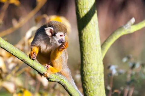 Common squirrel monkey Stock Photos