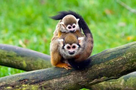 Common squirrel monkey Stock Photos