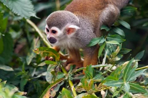 Common squirrel monkey Stock Photos