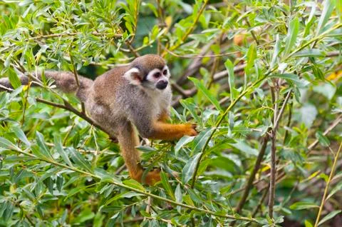 Common squirrel monkey Stock Photos