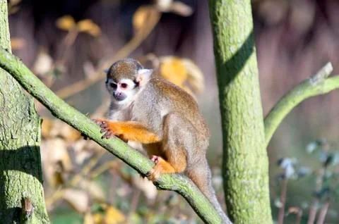 Common squirrel monkey Stock Photos