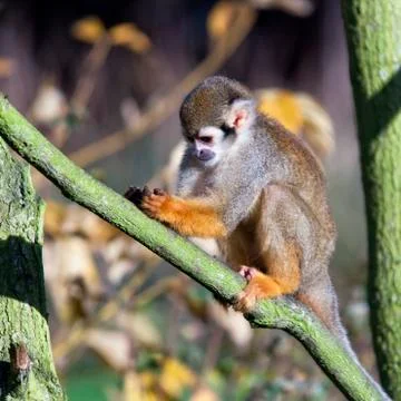 Common squirrel monkey Stock Photos