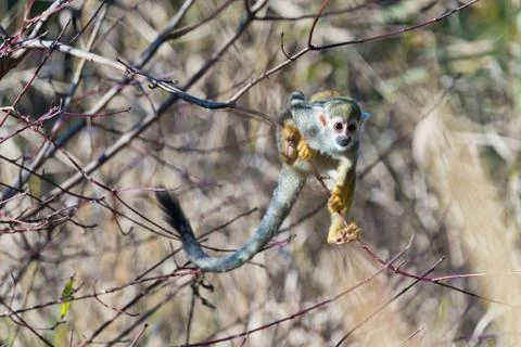 Common squirrel monkey Stock Photos