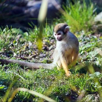 Common squirrel monkey Stock Photos