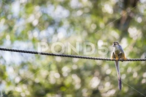 Common Squirrel Monkey Stock Photos