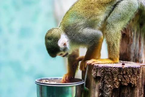 Common squirrel monkey Stock Photos