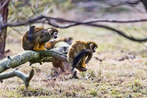 Common squirrel monkey Foto stock