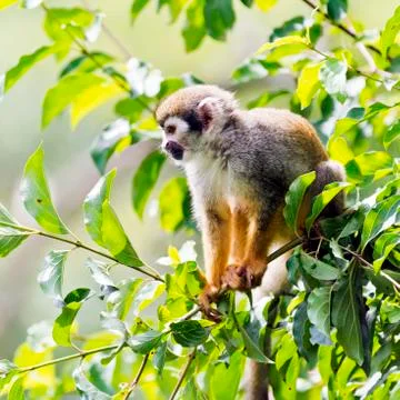 Common squirrel monkey Stock Photos