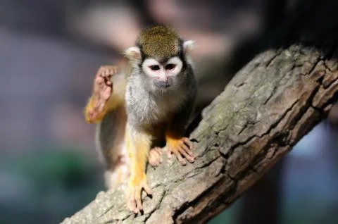 Common Squirrel Monkey Foto stock