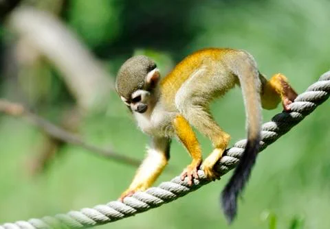 Common Squirrel Monkey Foto stock