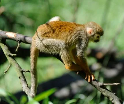 Common Squirrel Monkey Foto stock