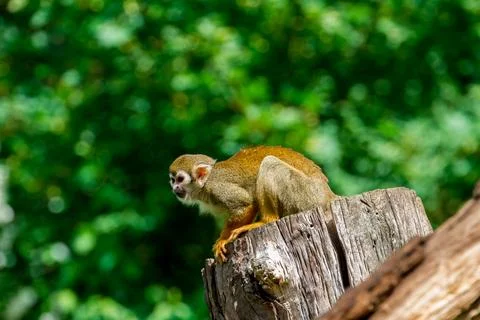 Common Squirrel Monkey. Stock Photos