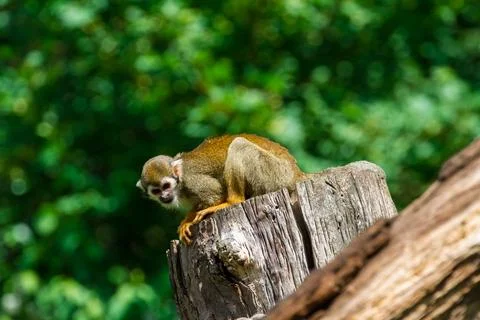 Common Squirrel Monkey. Stock Photos