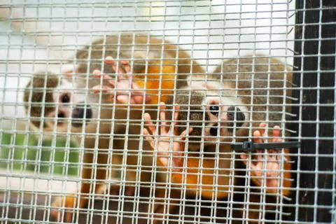 A common squirrel monkey playing in the trees Stock Photos