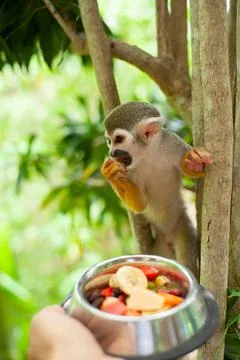 A common squirrel monkey playing in the trees. Tourists feed fruit to monkeys in Stock Photos