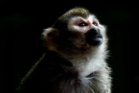 Common squirrel monkey portrait isolated on black Stock Photos