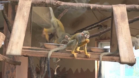Common squirrel monkey (Saimiri sciureus) at zoo Stock Footage 79733274